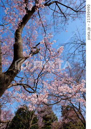 皇居の桜　乾通り 21399490