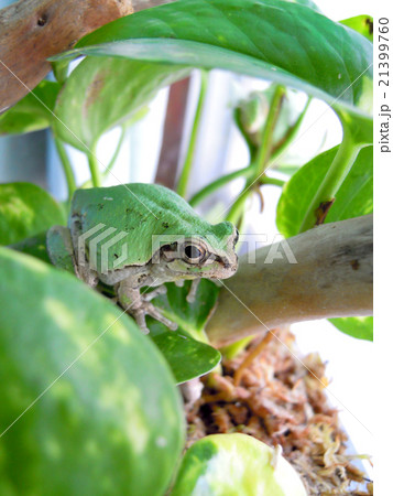 爽やかグリーンのカエル 21399760