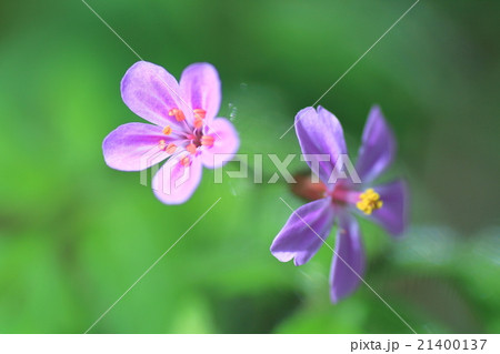 ヒメフウロの花 ヒメフウロの花 21400137