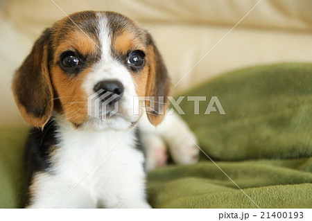 ビーグルの子犬 生後二ヶ月の赤ちゃん ソファーで休むの写真素材