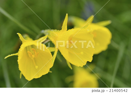 バルボコディウム（ナルキッスス） 21400542