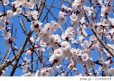 アンズの花 アンズの花 21400639