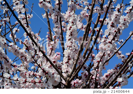 アンズの花 アンズの花 21400644