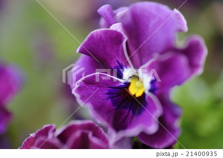 パンジー・ビオラ 21400935