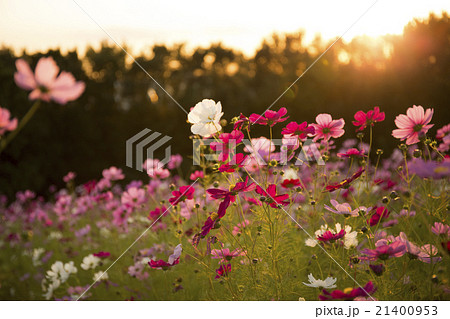 万博記念公園に咲くコスモスの花の写真素材
