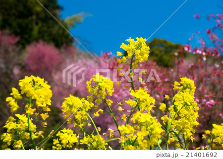 おかめ桜 おかめ桜 21401692