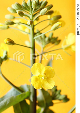 菜の花 21401978