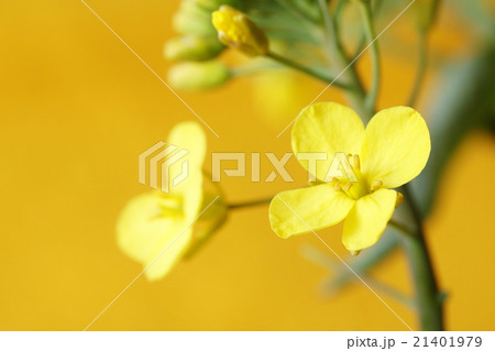 菜の花 21401979