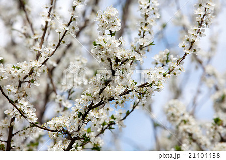 Spring blooming tree on a street Spring blooming tree on a street 21404438