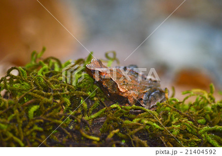 brown frog 21404592