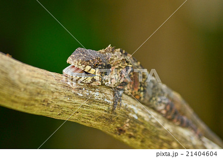 greater lizard 21404604