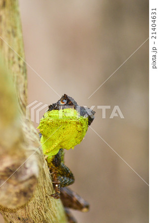 spiny lizard spiny lizard 21404631
