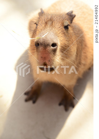 神戸どうぶつ王国のカピバラ 21404992