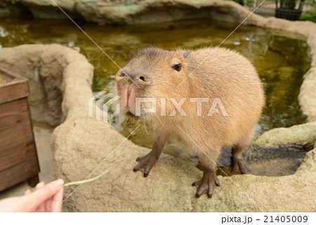 神戸どうぶつ王国のカピバラ 21405009