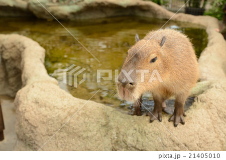 神戸どうぶつ王国のカピバラ 21405010