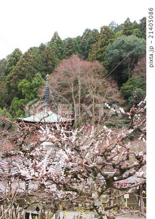 京都　法輪寺 21405086