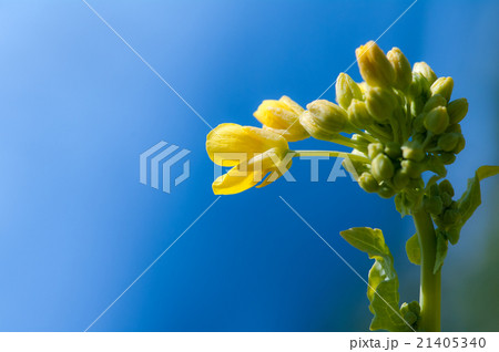 菜の花 菜の花 21405340