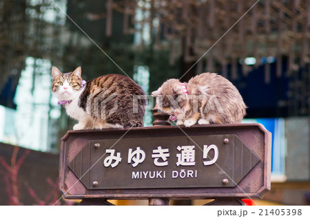 銀座みゆき通りの猫(東京都の風景) 銀座みゆき通りの猫(東京都の風景) 21405398