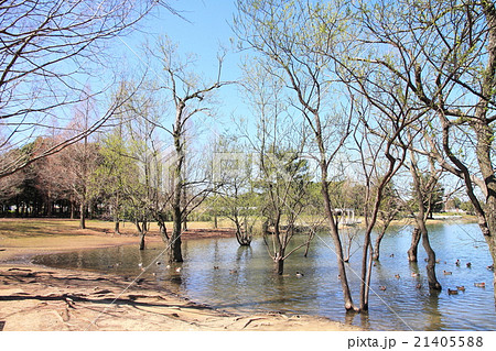 早春の公園　木々の芽吹き 21405588
