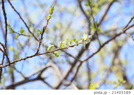 早春の公園　木々の芽吹き 21405589
