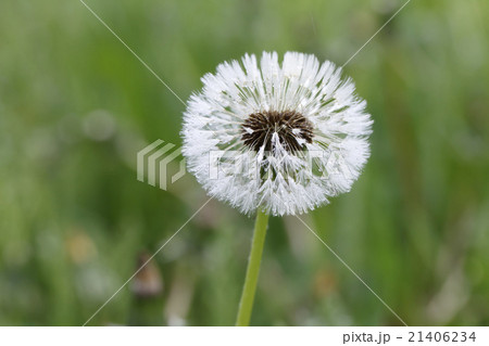 spring, flower, dandelion, white, close-up 21406234