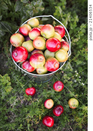Ripe apple harvest in the grass 21406534