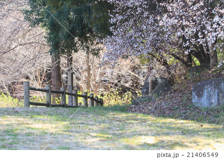 早春の公園　ヤマザクラの花 21406549