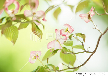初夏の花水木 初夏の花水木 21406825