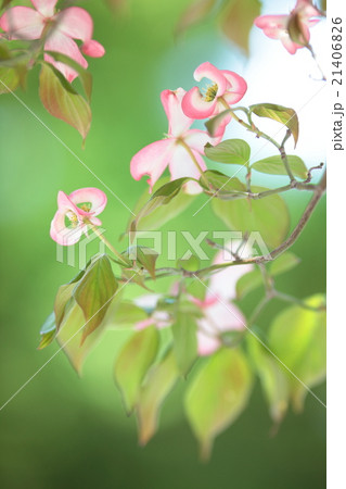 初夏の花水木 初夏の花水木 21406826