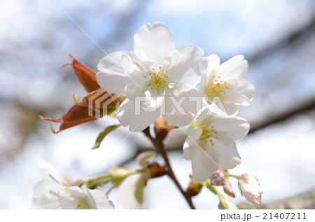 二重花弁の桜の花びらの写真素材