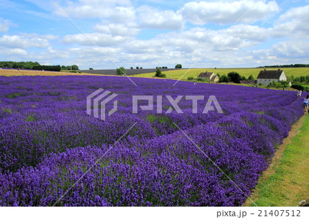 コッツウォルズ ラベンダーinEngland UK① 21407512
