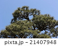 松 21407948