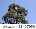 松 21407950