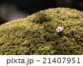 苔と梅 21407951