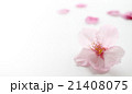 桜一輪 21408075
