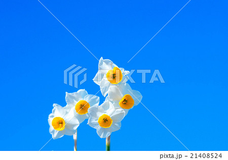 青空に映える水仙 21408524