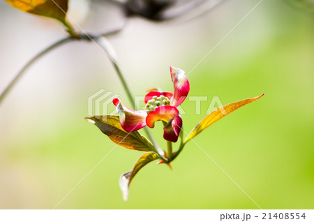 ハナミズキの花 ハナミズキの花 21408554