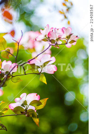 ハナミズキの花 21408567