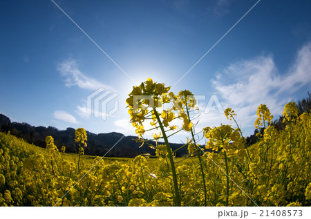 小湊鉄道沿線の房総の菜の花畑（千葉県の風景） 21408573