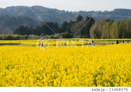 小湊鉄道沿線の房総の菜の花畑 千葉県の風景 の写真素材