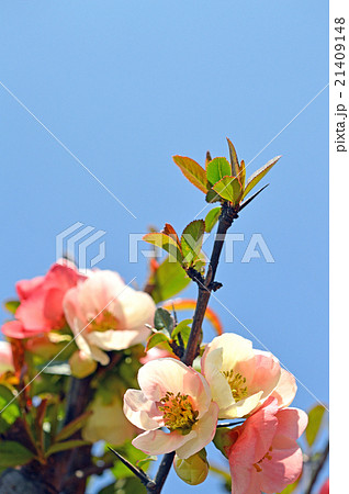 ボケ（木瓜） 21409148