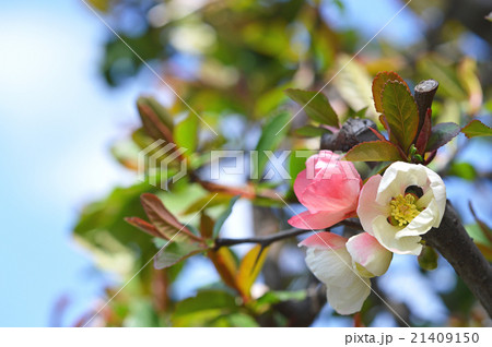 ボケ(木瓜) ボケ(木瓜) 21409150