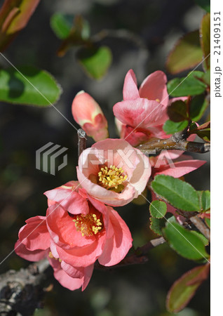 ボケ（木瓜） 21409151