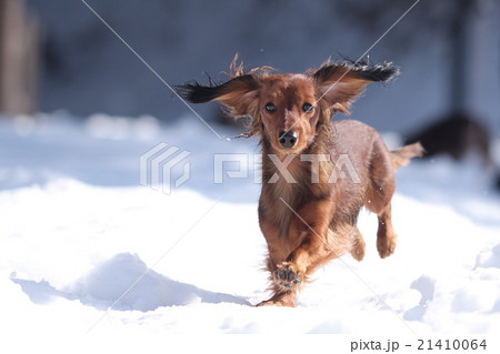 犬　ダックス　雪遊び 21410064