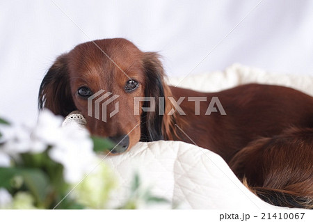 犬　セレブ風　ダックス 21410067