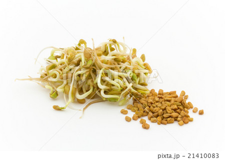 発芽フェヌグリーク: Sprouted Fenugreek(methi) 21410083
