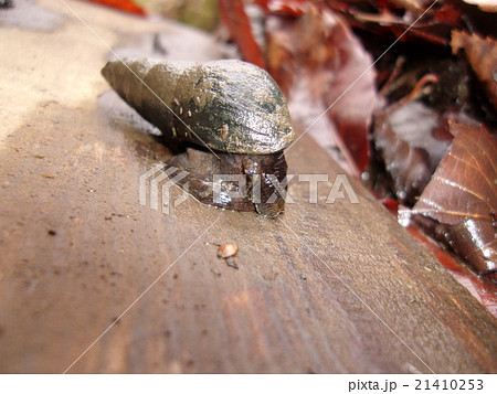 カワニナ 寄生虫の写真素材