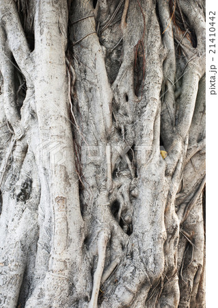 texture of skin trunk wood texture of skin trunk wood 21410442