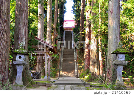 越後の春日神社 参道:新潟県上越市 越後の春日神社 参道:新潟県上越市 21410569