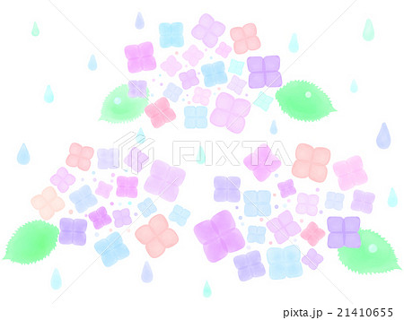 アジサイ 21410655